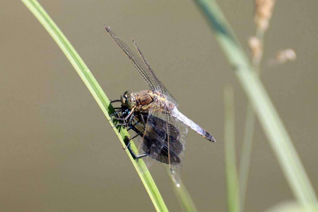 E'' un Orthetrum cancellatum che fa colazione con una Calopteryx splendens?
